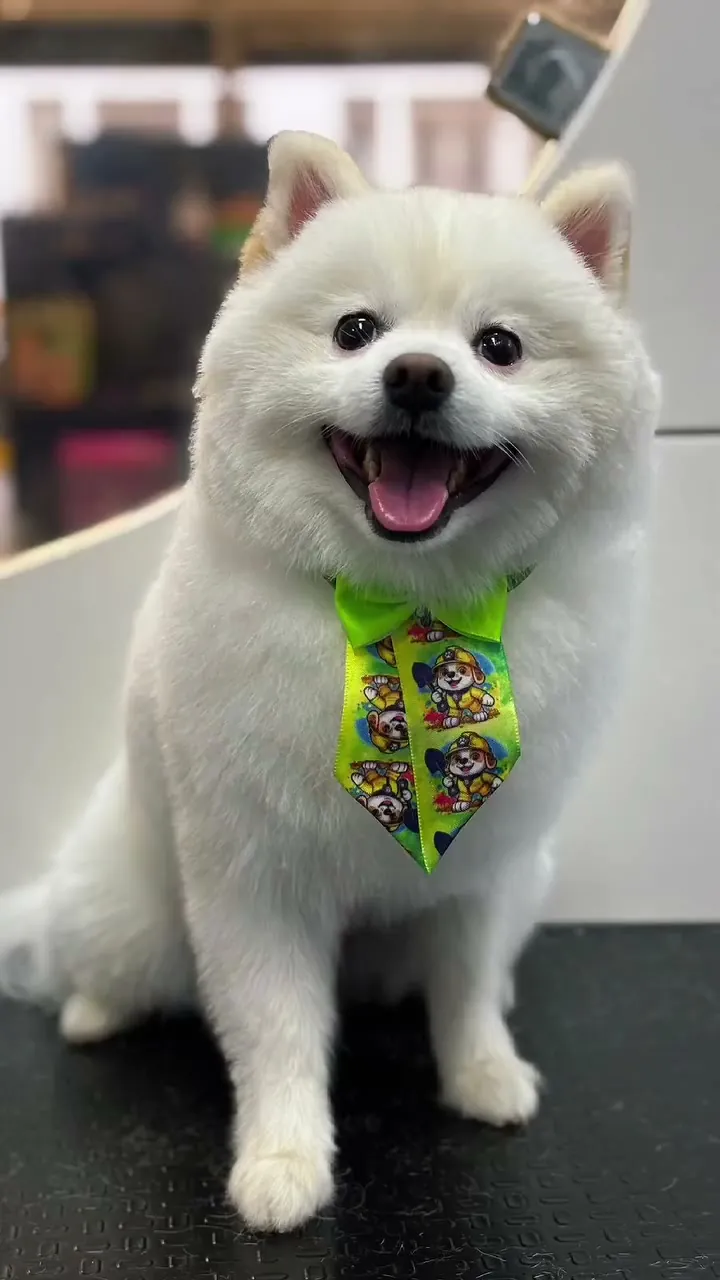 Apolo, spitz branco, de gravata