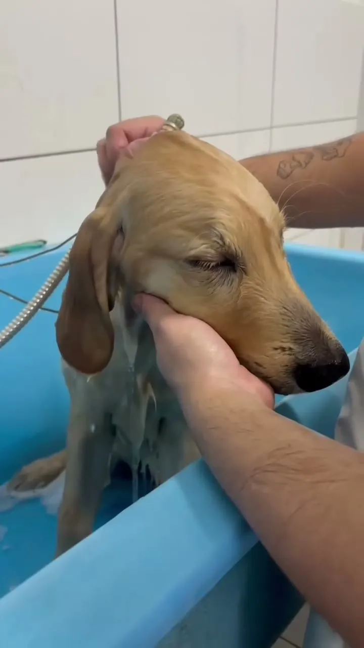 Fred, golden retriever, relaxando no banho