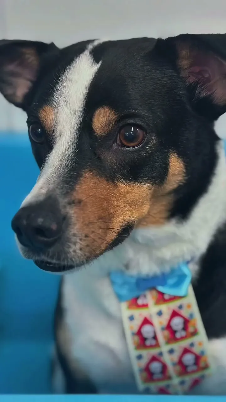 Lião, cachorro de pelo curto, de gravata depois do banho