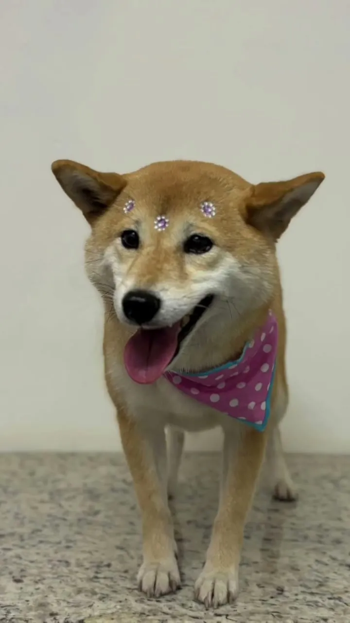 Shiba sorrindo de bandana